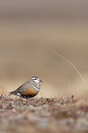 Dotterel, Batsjford, Norway, June 2023