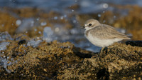 Greater Sand Plover, Paphos Headland, October 2016