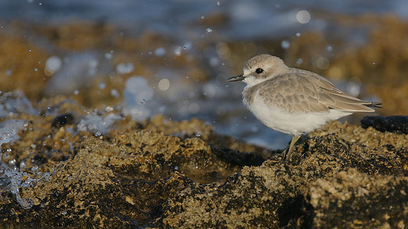 Greater Sand Plover, Paphos Headland, October 2016