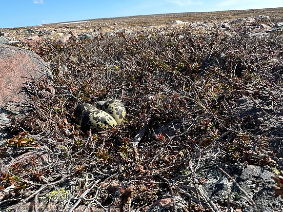 Dotterel, Batsjford,​ Norway, June 2023