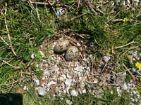 Oystercatcher, Isle of Mull, June 2021