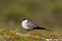 Long-tailed Skua, Mount Aliigas, Finland, June 2023