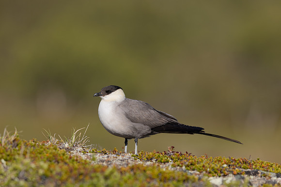 Long-tailed Skua, Mount Aliigas, Finland, June 2023
