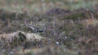 Golden Plover, Lochindorb, June 2016