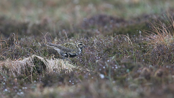 Golden Plover, Lochindorb, June 2016