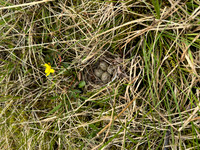 Temmincks Stint, Skallelv Neset, Norway, June 2023 (set 1)