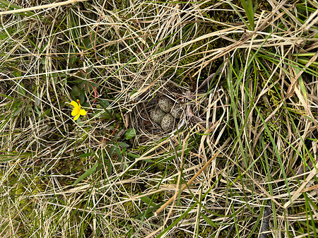 Temmincks Stint, Skallelv Neset, Norway, June 2023 (set 1)