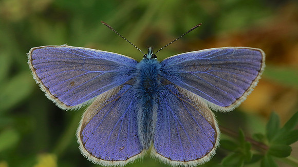 Common Blue, Daneway Banks, June 2016