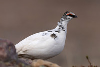 Ptarmigan, Batsjford, Norway, June 2023