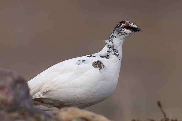 Ptarmigan, Batsjford, Norway, June 2023