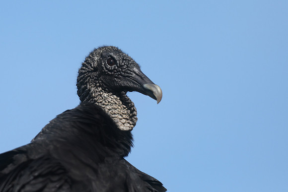 Turkey Vulture, Florida, February 2020