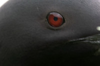 Great-northern Diver, River Sog, Iceland, June 2022