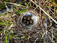Lapland Bunting, Kiberg, Norway, June 2023