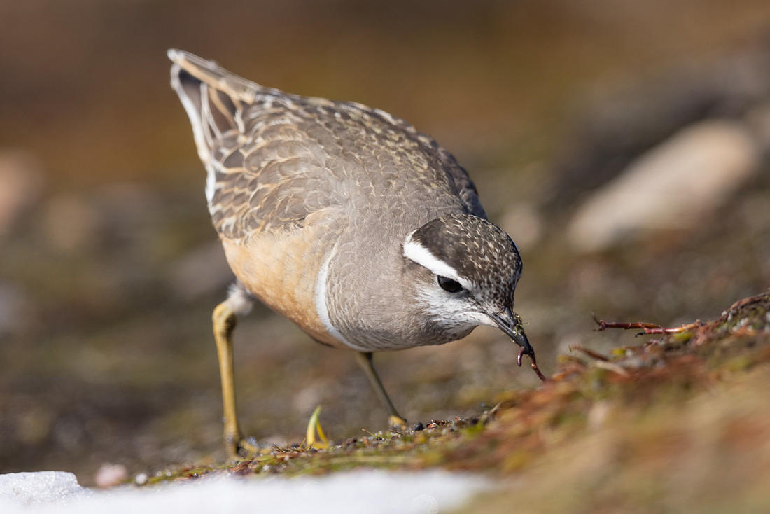 Dotterel, Batsjford, Norway, June 2023