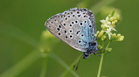 Large Blue, Collard Hill, June 2016