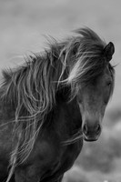 Icelandic Horses