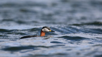 Red-necked Grebe, Farmoor Reservoir, March  2016