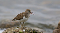 Common Sandpiper, Lochindorb, June 2016