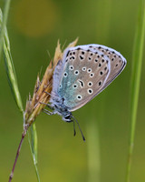 Large Blue, Collard Hill, June 2016