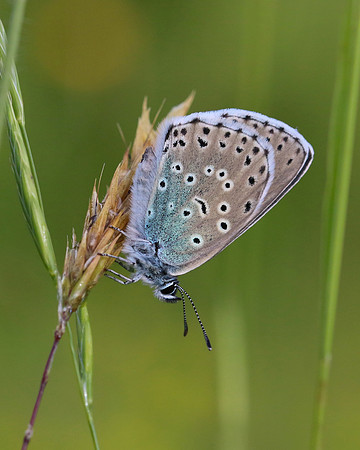 Large Blue, Collard Hill, June 2016