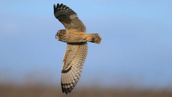 Short-eared Owl, Hawling, January 2015