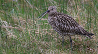 Curlew, Scotland, June 2016