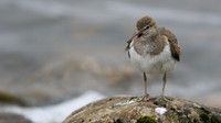 Common Sandpiper, Lochindorb, June 2016