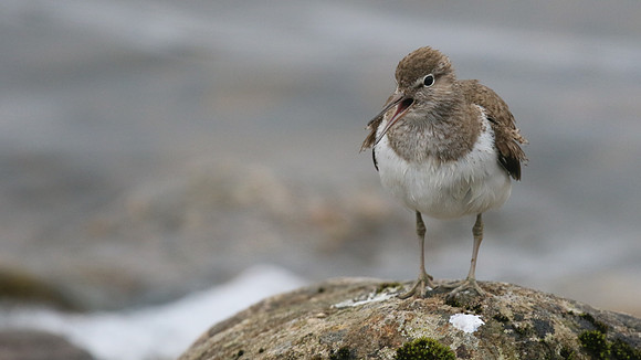 Common Sandpiper, Lochindorb, June 2016