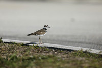 Killdeer, Florida, February 2020
