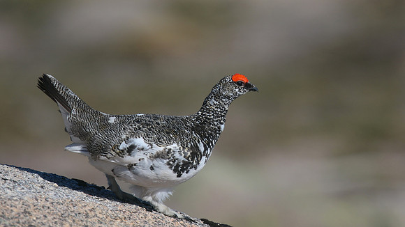 Ptarmigan, Cairngorm, June 2016