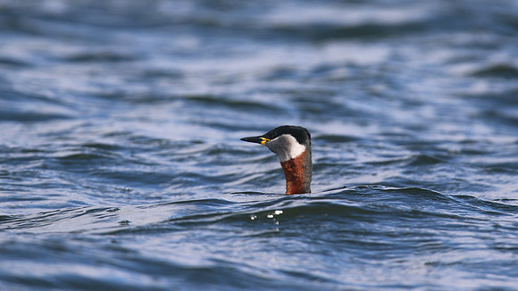 Red-necked Grebe, Farmoor Reservoir, March  2016