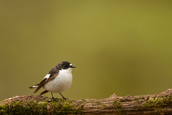 Pied Flycatcher, Forest of Dean, April 2022