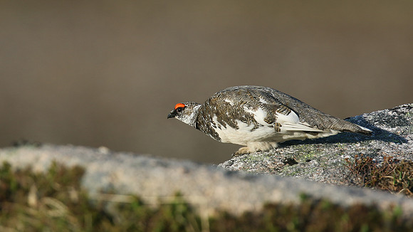 Ptarmigan, Cairngorm, June 2016