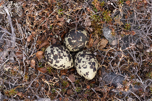 Dotterel, Batsjford, Norway, June 2023