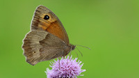 Meadow Brown