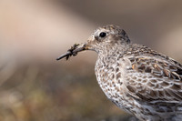 Purple Sandpiper, Batsjford, Norway, June 2023