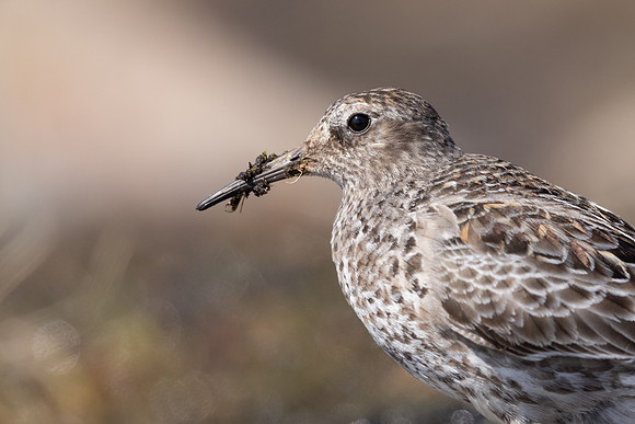 Purple Sandpiper, Batsjford, Norway, June 2023