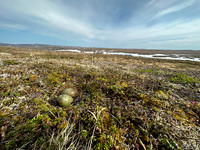 Long-​tailed Skua, Batsjford,​ Norway, June 2023