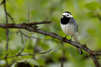 White Wagtail, Norway, June 2023.