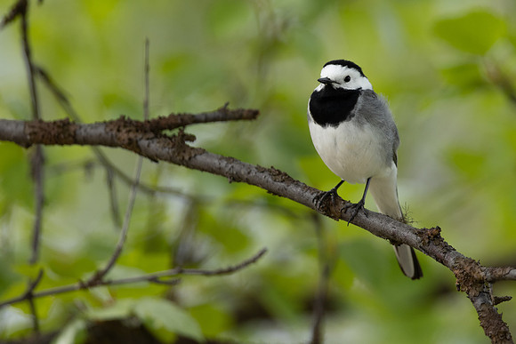 White Wagtail, Norway, June 2023.