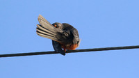 Amur Falcon, Anarita Park, May 2016