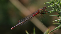 Small Red Damselfly (female) RSPB Arne, July 2016.
