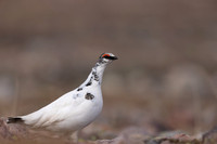 Ptarmigan, Batsjford, Norway, June 2023