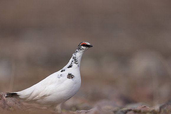 Ptarmigan, Batsjford, Norway, June 2023