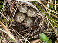 Temmincks Stint, Skallelv Neset, Norway, June 2023 (set 1)