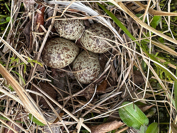 Temmincks Stint, Skallelv Neset, Norway, June 2023 (set 1)