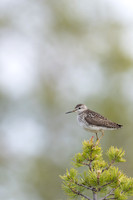 Wood Sandpiper, Svanvik, June 2023