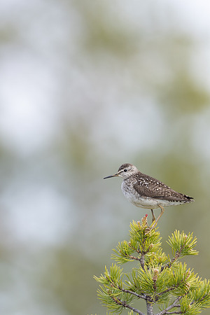 Wood Sandpiper, Svanvik, June 2023