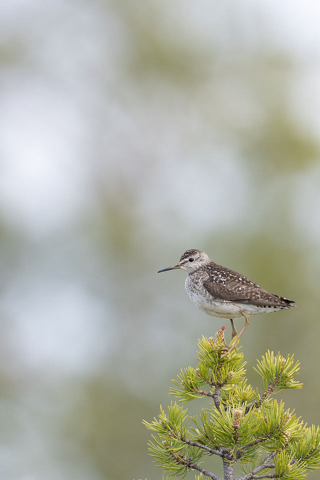 Wood Sandpiper, Svanvik, June 2023