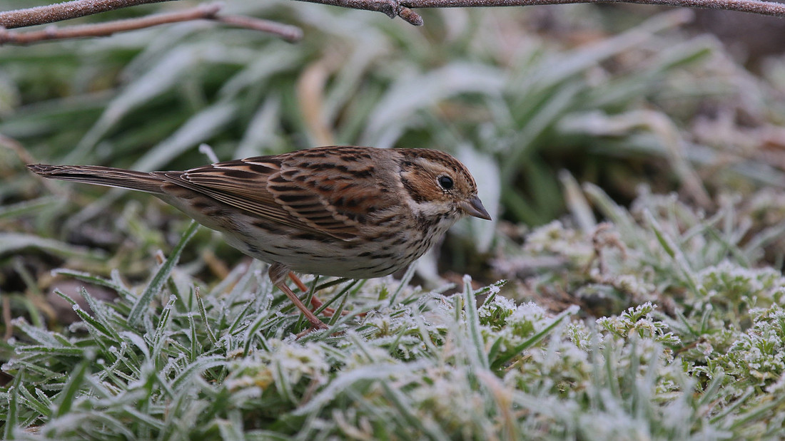 Little Bunting, Forest Farm, Feb 2015